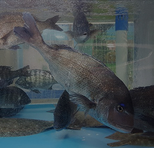 파인다이닝 레스토랑